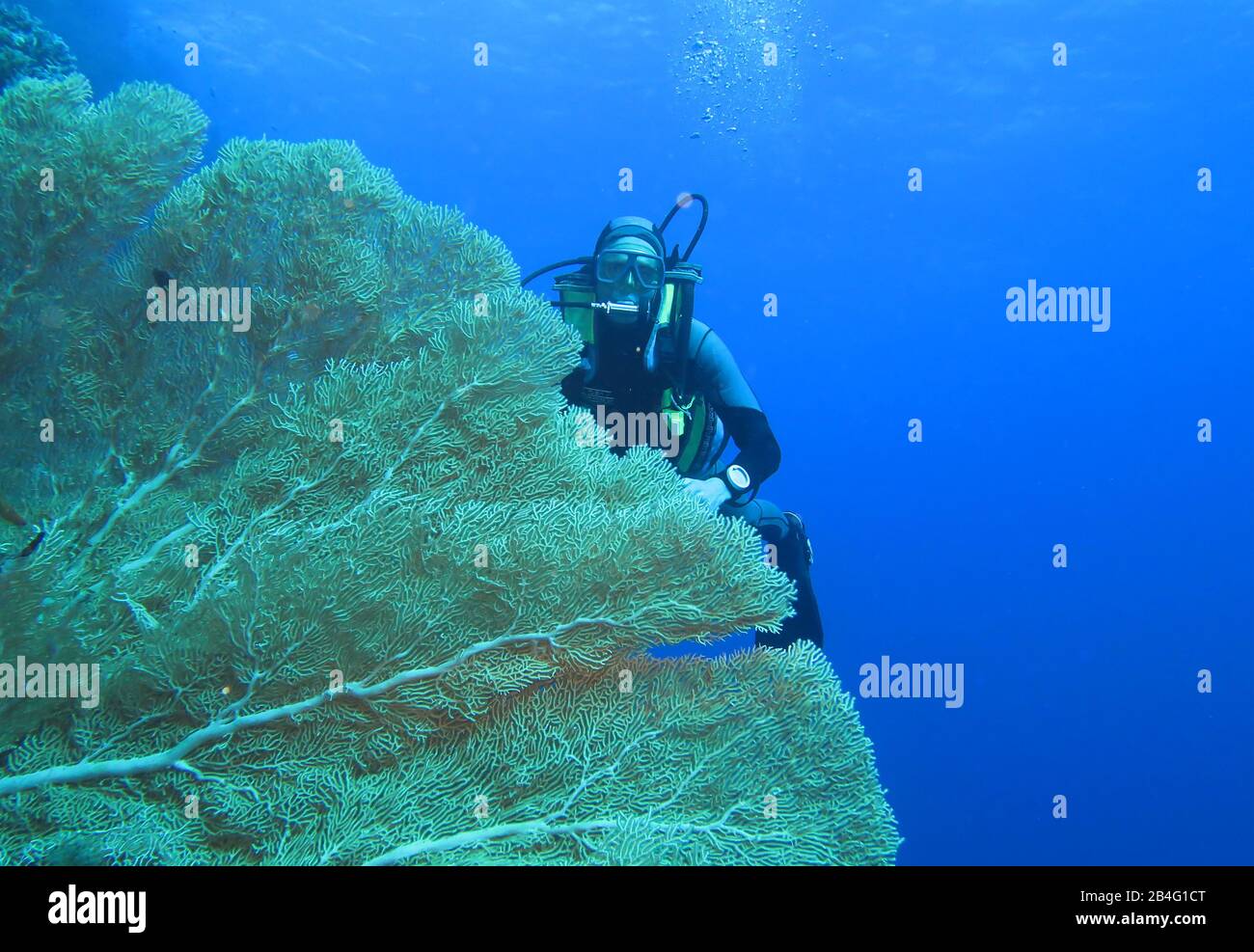 Taucher, Gorgonienkoralle (Octocorallia), Brother Islands, Rotes Meer, Aegypten / Ägypten Stock Photo