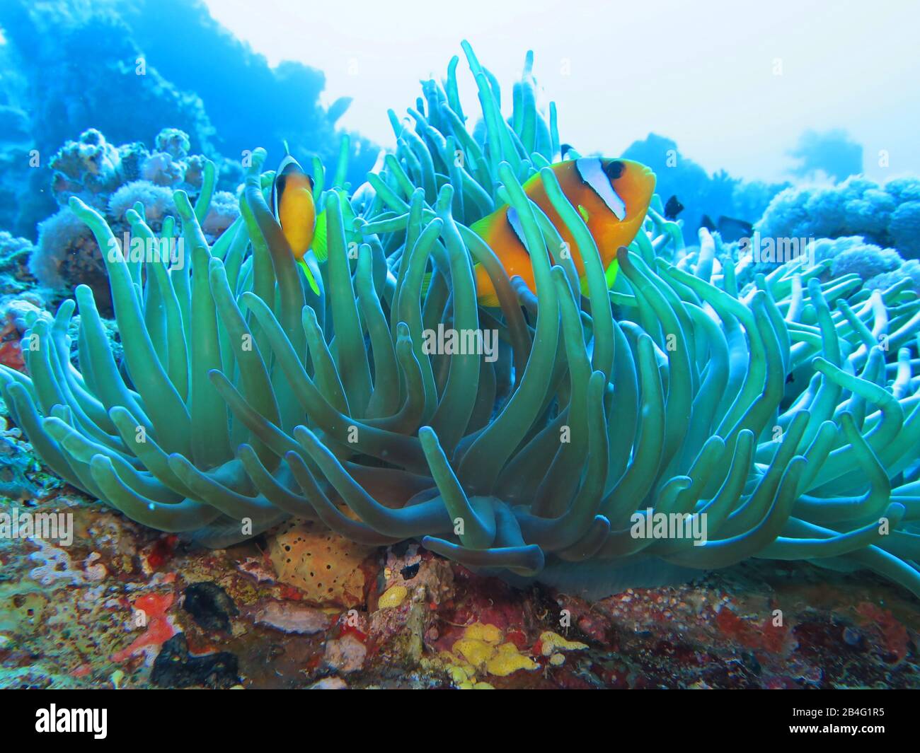 Rotmeer-Anemonenfische (Amphiprion nigripes) Anemone, Brother Islands, Rotes Meer, Aegypten / Ägypten Stock Photo