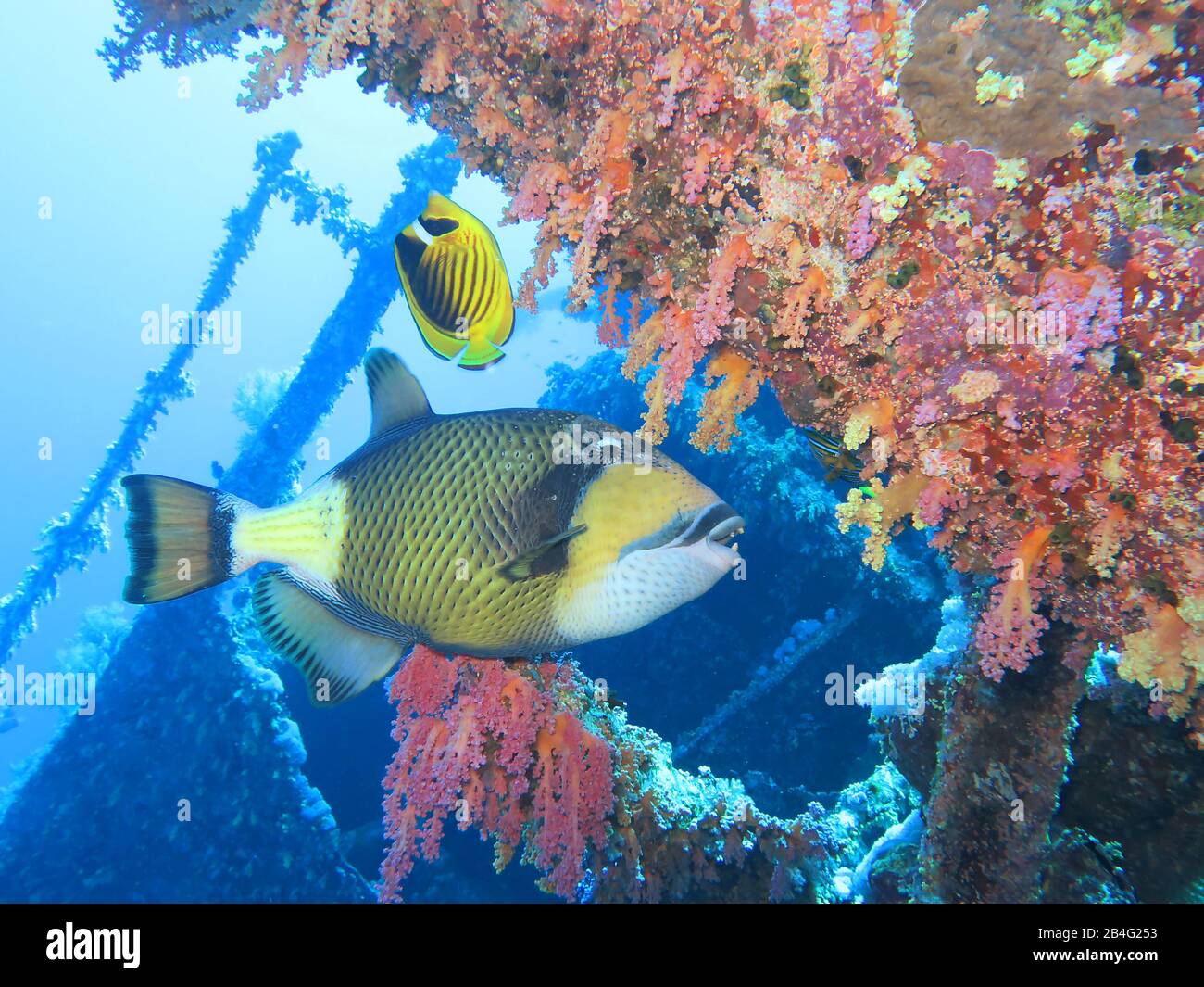 Gruener Riesendrueckerfisch (Balistoides viridescens) Wrack Numidia, Korallen, Brother Islands, Rotes Meer, Aegypten / Ägypten Stock Photo
