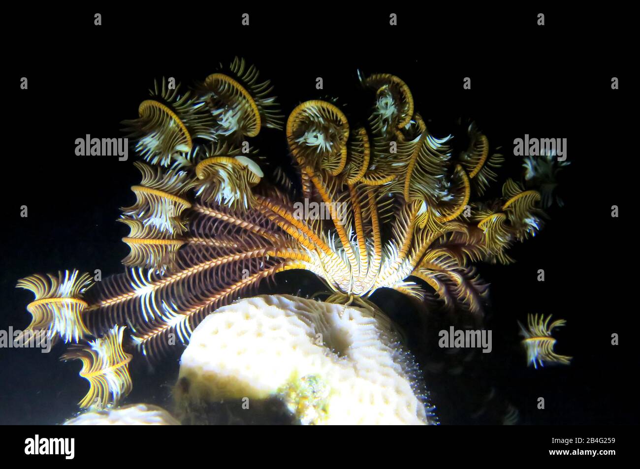 Federstern (Crinoidea), Brother Islands, Rotes Meer, Aegypten / Ägypten Stock Photo