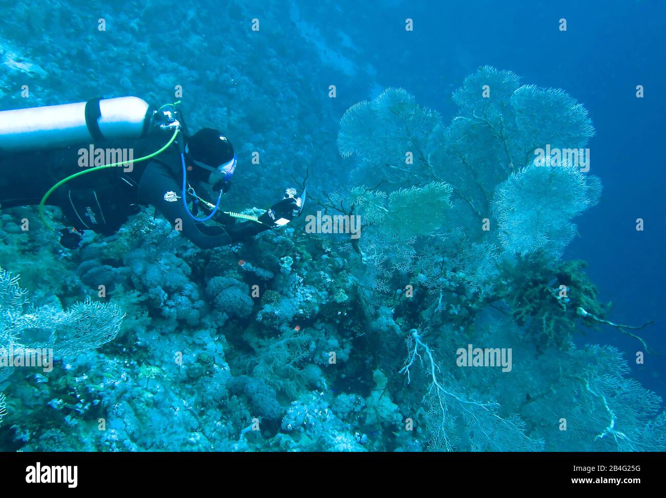 Taucher, Gorgonienkoralle (Octocorallia), Brother Islands, Rotes Meer, Aegypten / Ägypten Stock Photo