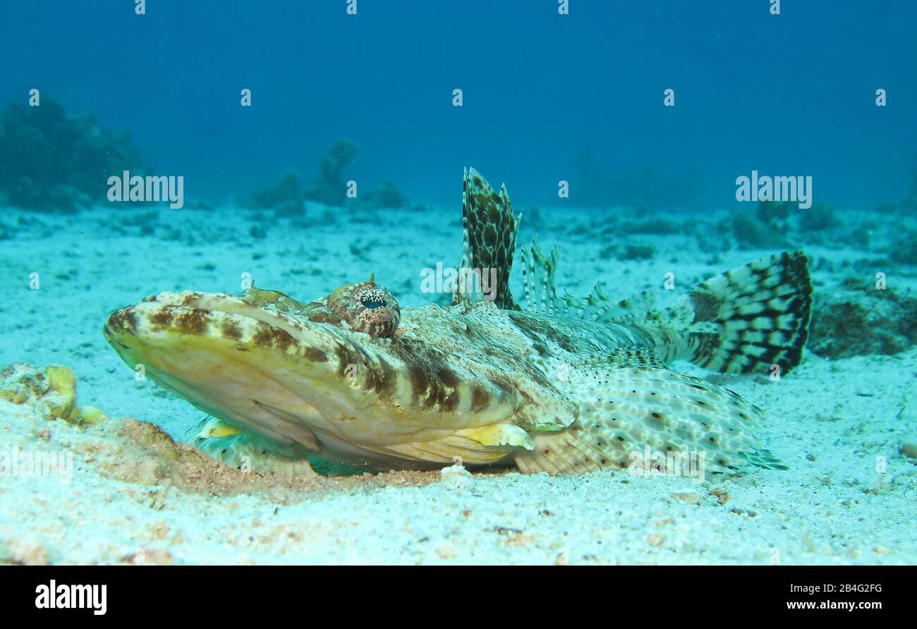 Krokodilfisch (Papilloculiceps longiceps), Brother Islands, Rotes Meer, Aegypten / Ägypten Stock Photo