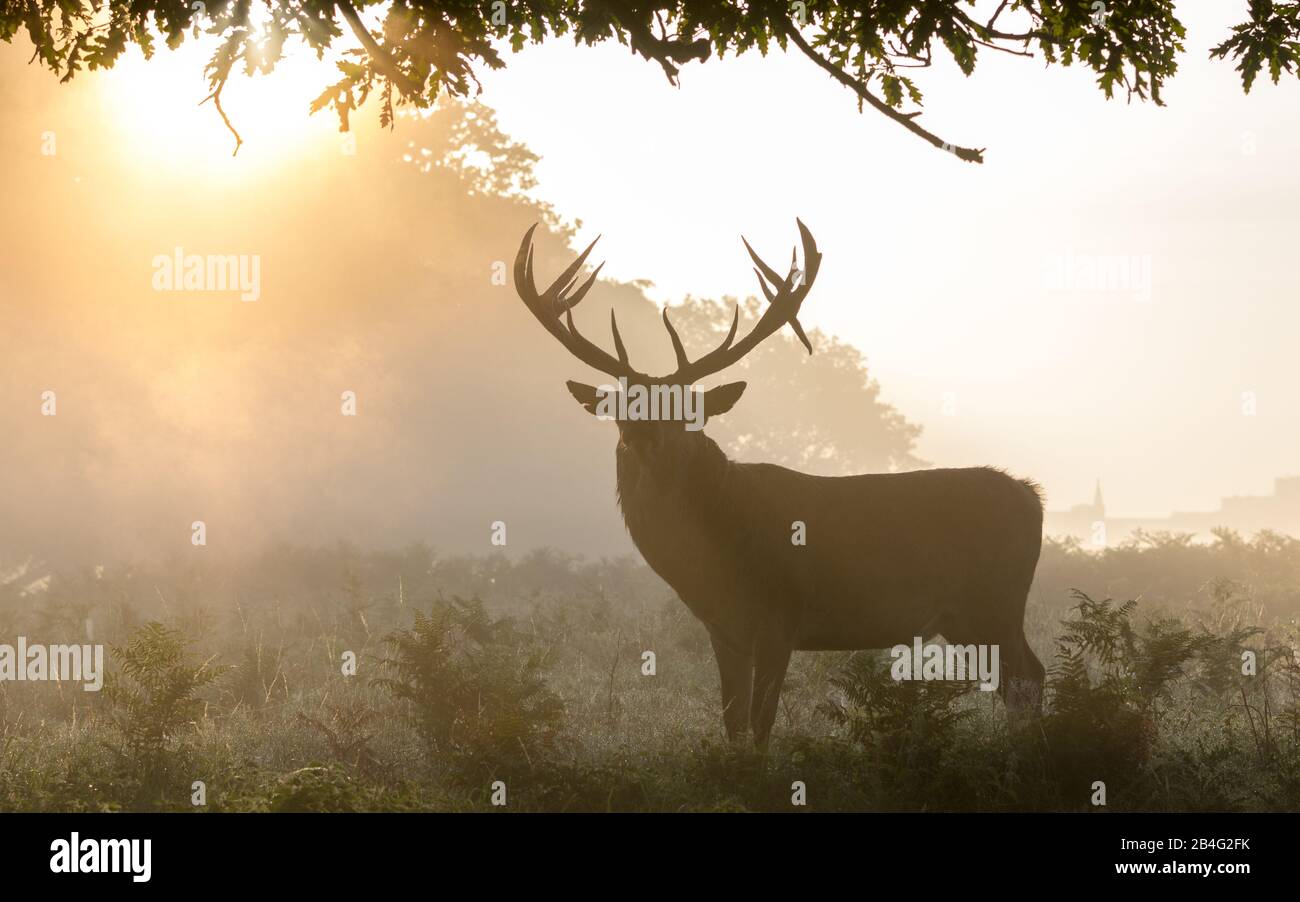 A stag stands silhouetted in the misty morning glow of late summer In Bushy Park, West London Stock Photo