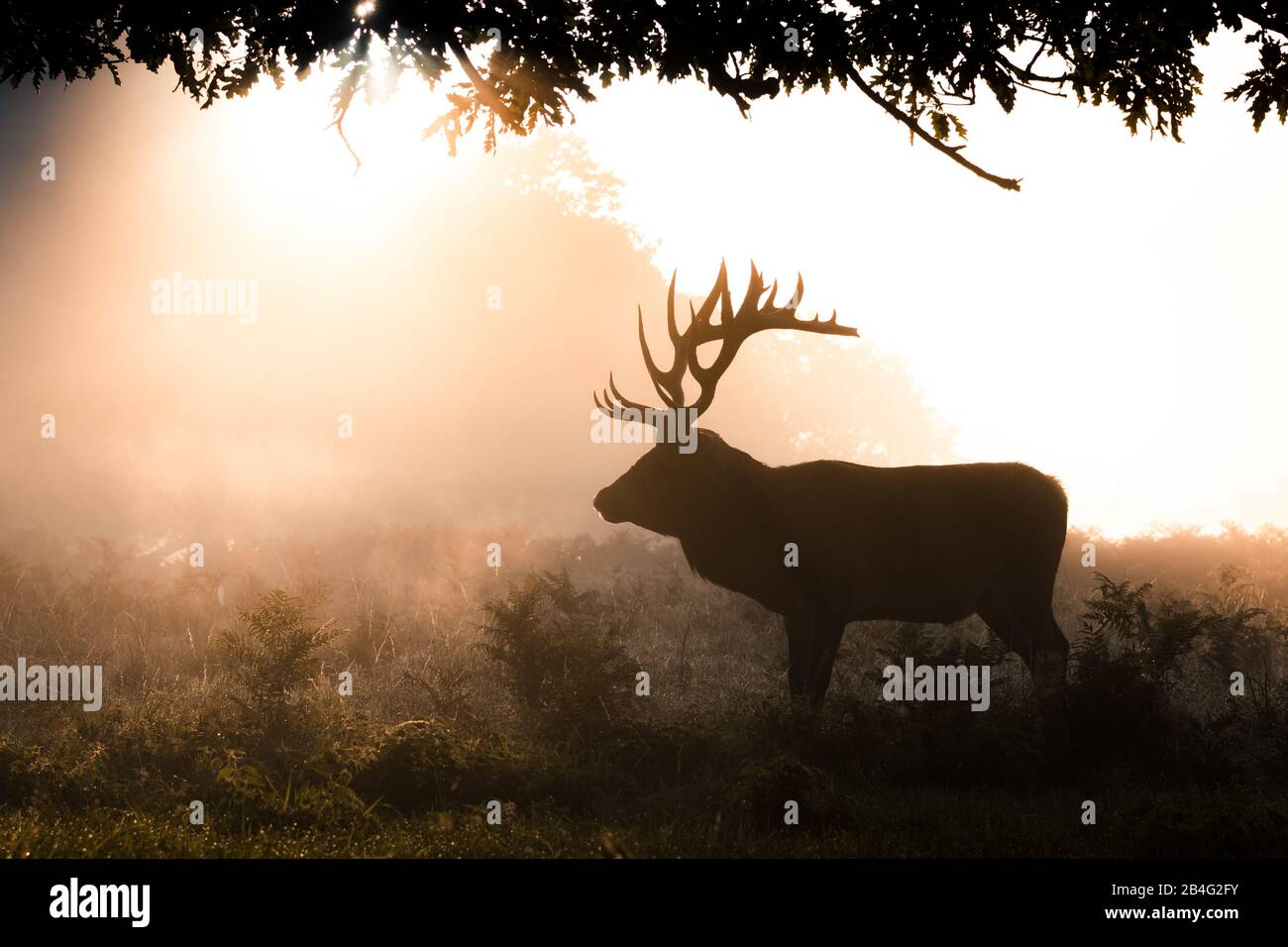 A stag stands in silhouetted profile, in the early morning misty glow of late summer, in Bushy Park, West London Stock Photo