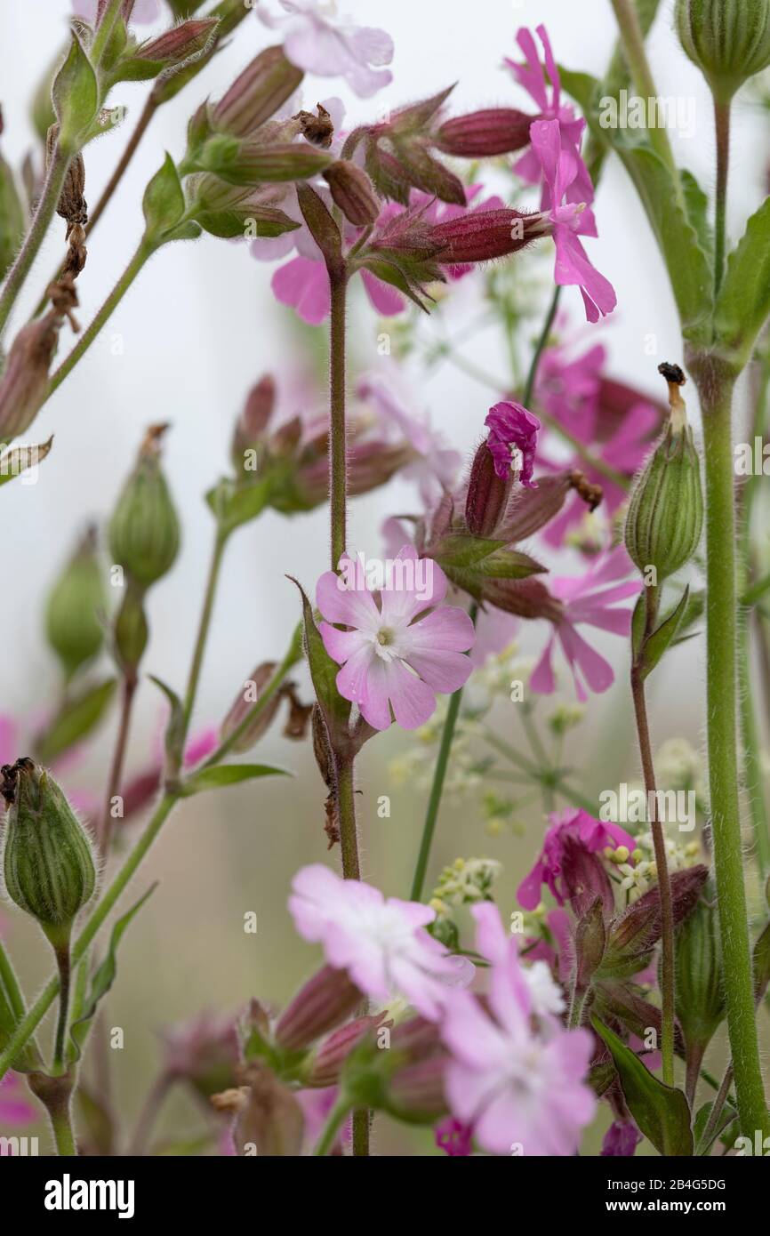 pink cranesbill flowers between grasses, geranium, cranesbill plant, geraniaceae Stock Photo