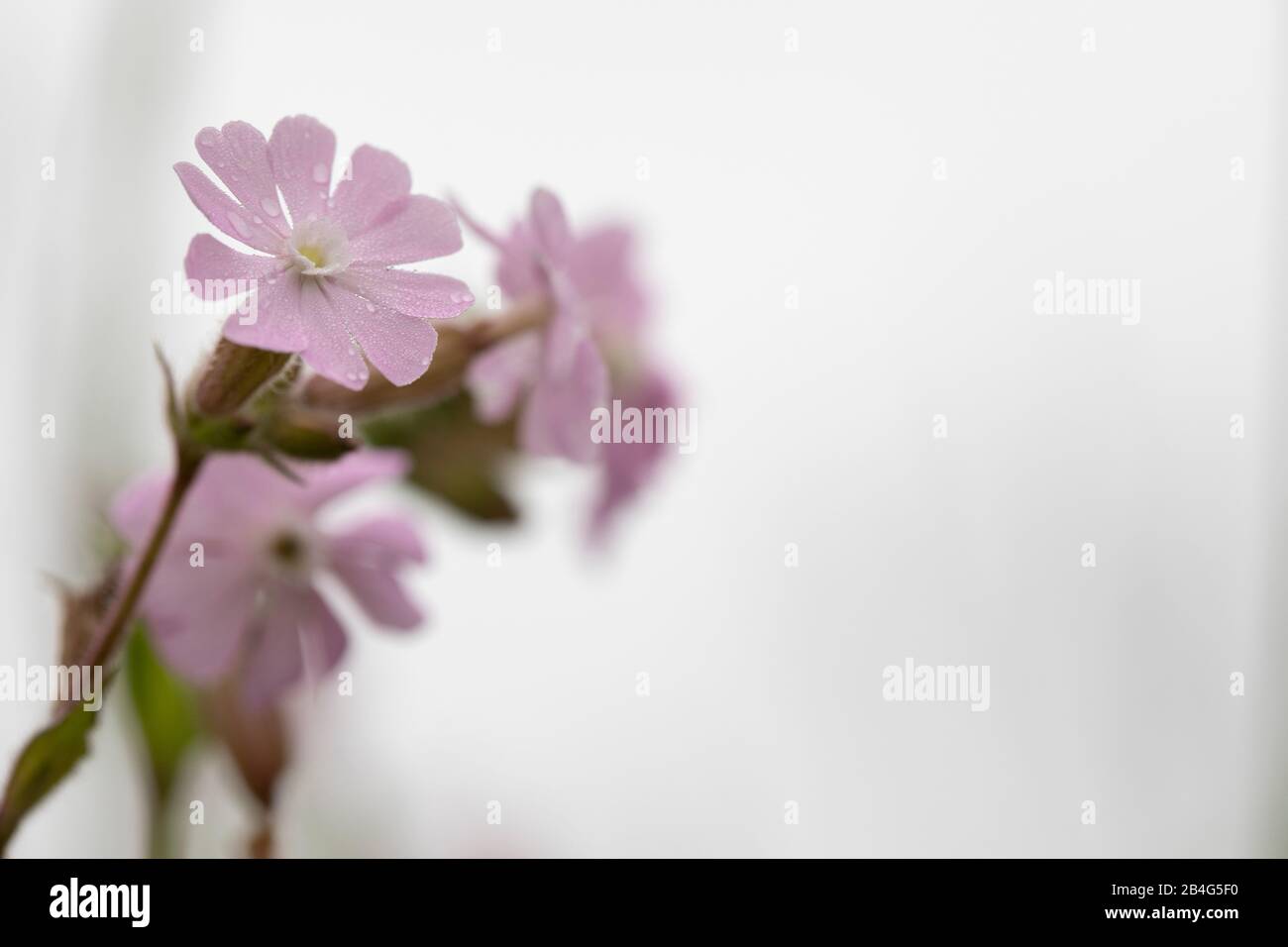 Pink Cranesbill Blossoms against white background, Geranium, Cranesbill Family, Geraniaceae Stock Photo