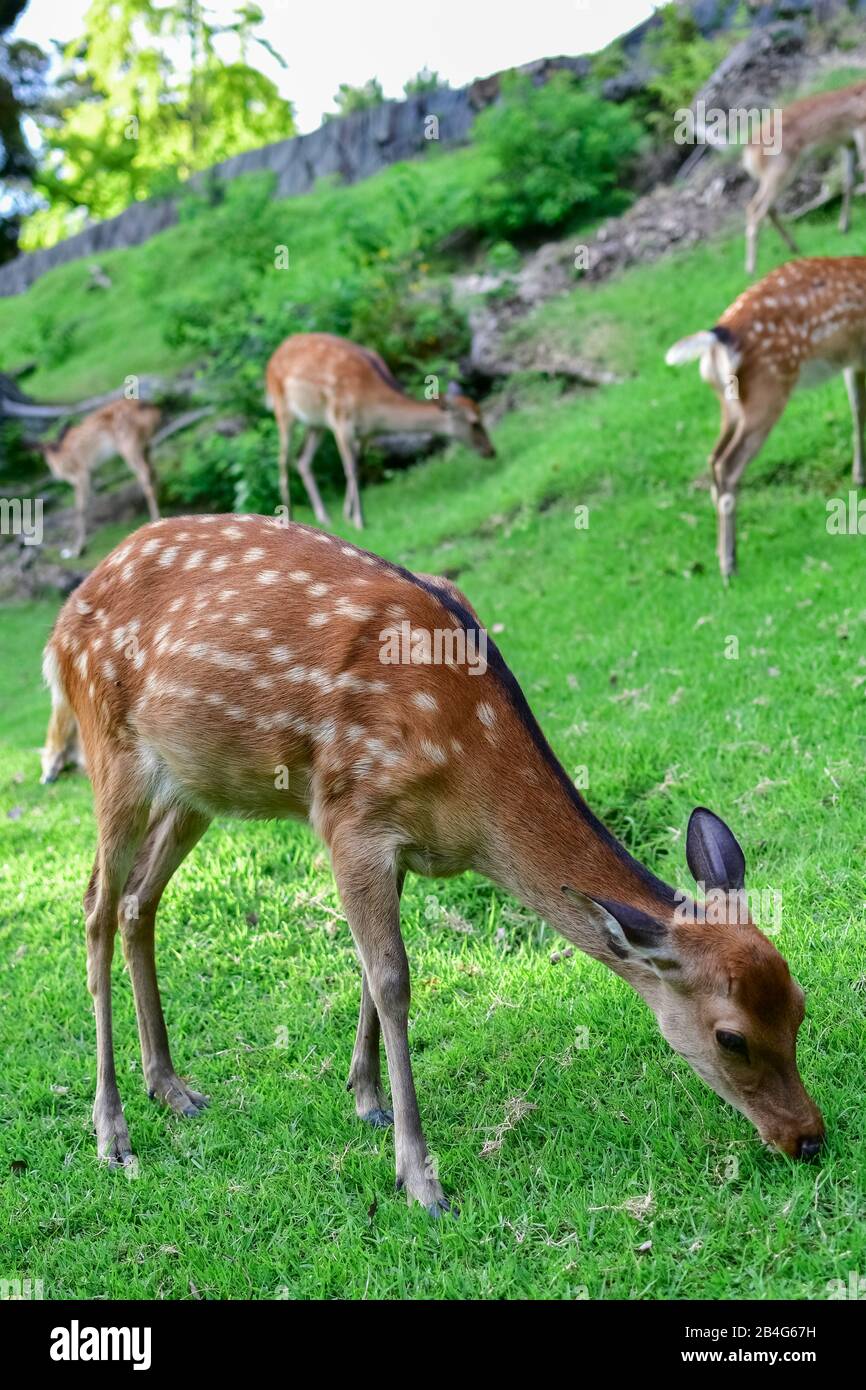 Grazing deer near Kohfukuji Temple, Nara, Honshu, Japan Stock Photo