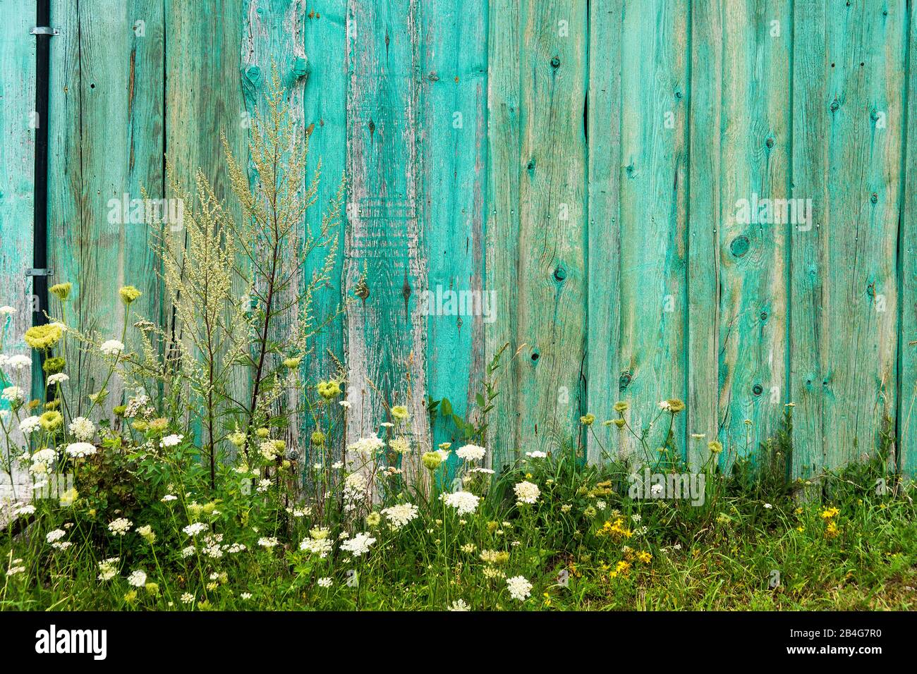 Estonia, Saaremaa, Kihelkonna, woodsheds, wildflowers Stock Photo