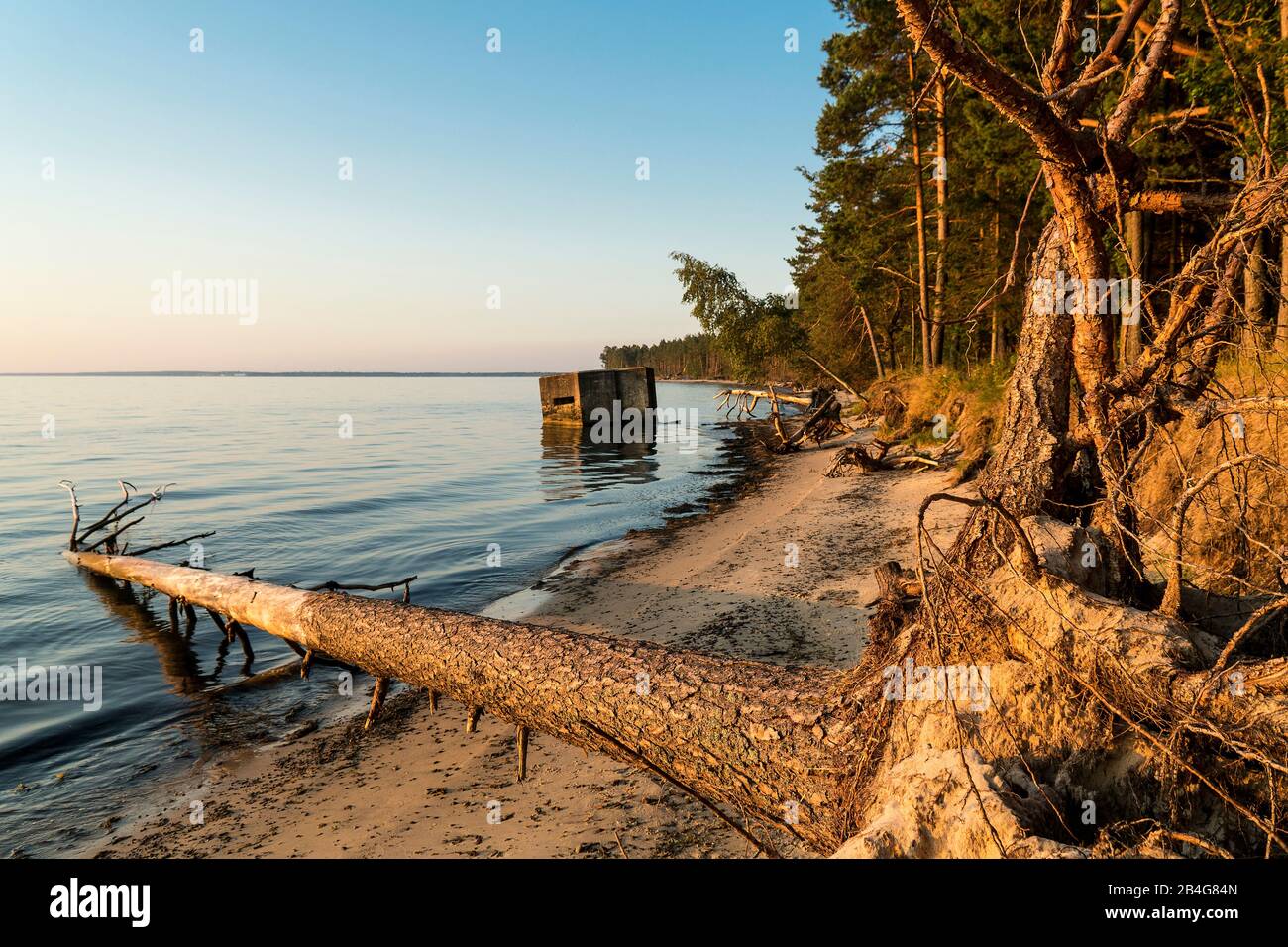 Estland, Ostseeinsel Hiiumaa, Tareste, Törvanina-Naturstrand im Morgenlicht, Treibgut Stock Photo