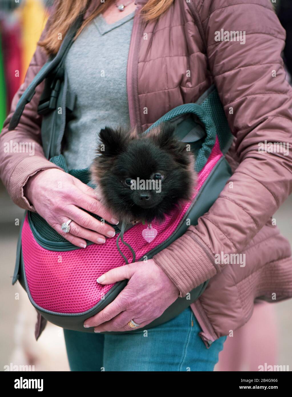 puppy in a purse