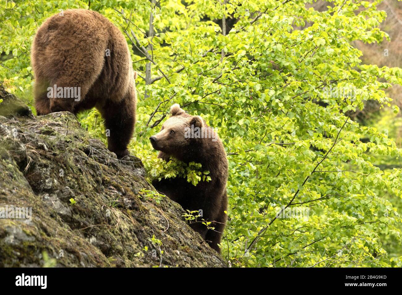 Brown bear in the spring Stock Photo