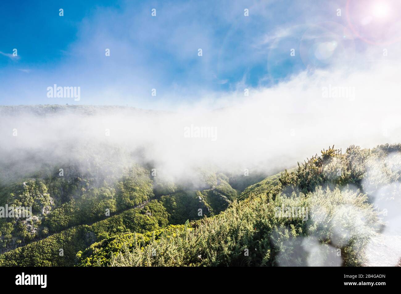 Europe, Portugal, Madeira, Paúl da Serra plateau, Rabacal, mountain slopes in fog Stock Photo