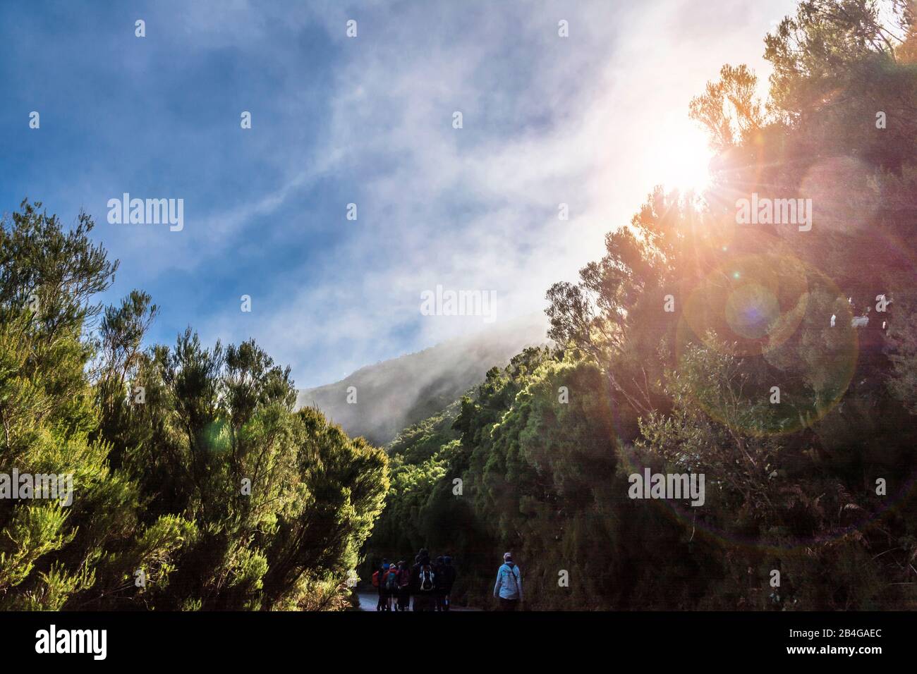 Europe, Portugal, Madeira, Paúl da Serra plateau, Rabacal, start in the morning for the Levada hike Stock Photo