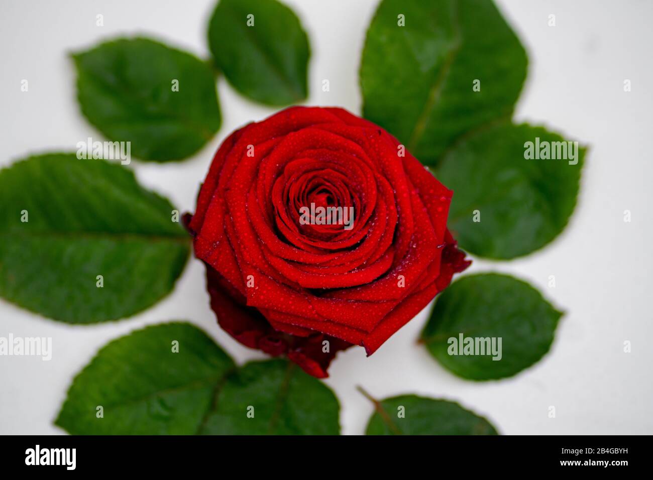 a close-up of a red rose lying on a white background and surrounded by ...