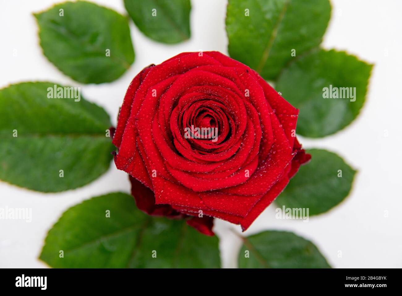 a close-up of a red rose lying on a white background and surrounded by ...