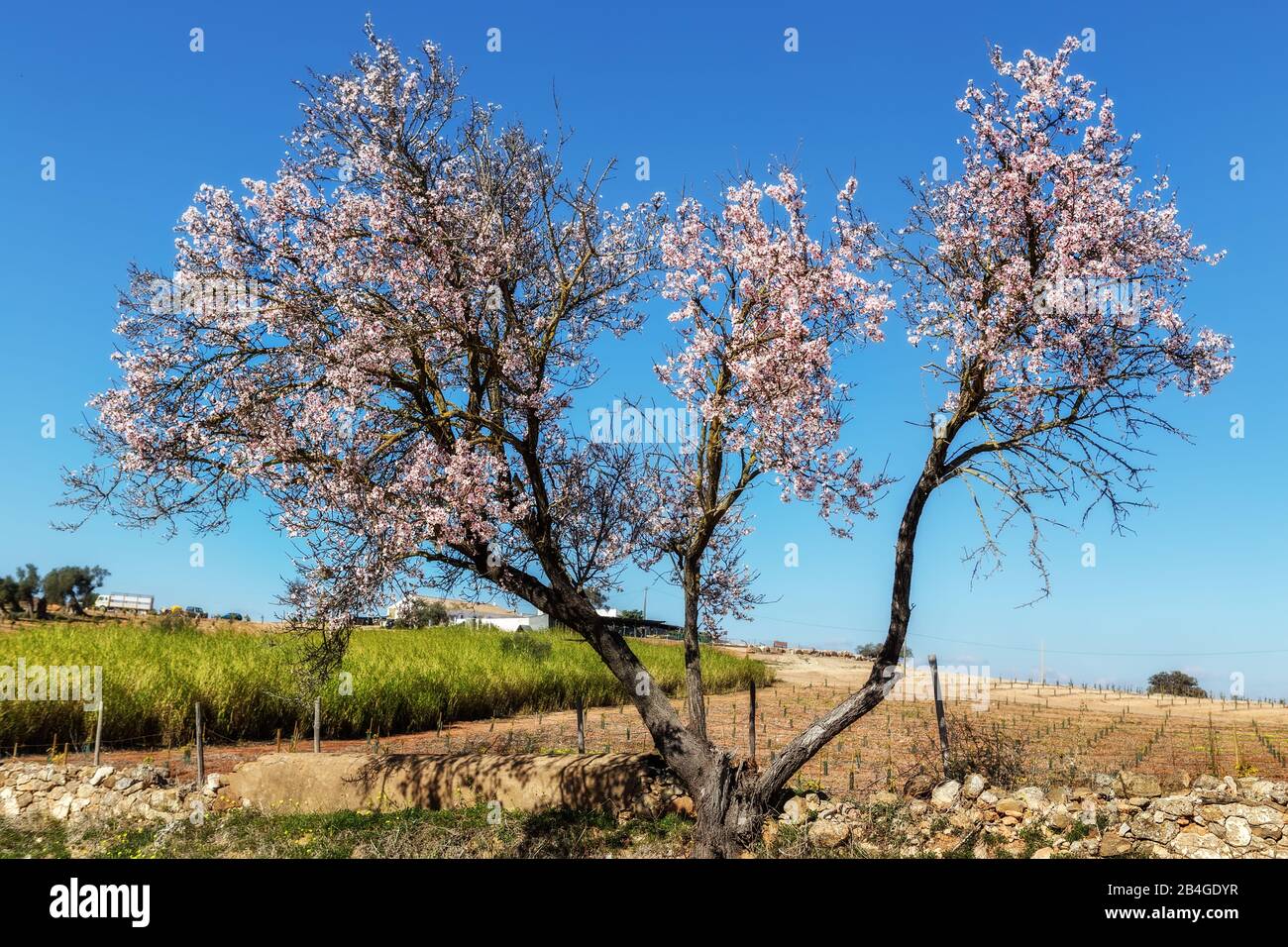 Almond blooming garden in Portugal. Tavira Algarve Stock Photo Alamy