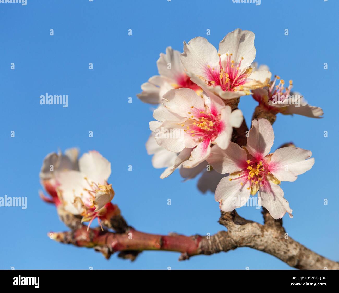 As flores estão desabrochando. The flowers are blooming. #Spring in # Portuguese #learnportuguese #portuguesevoca… in 2023