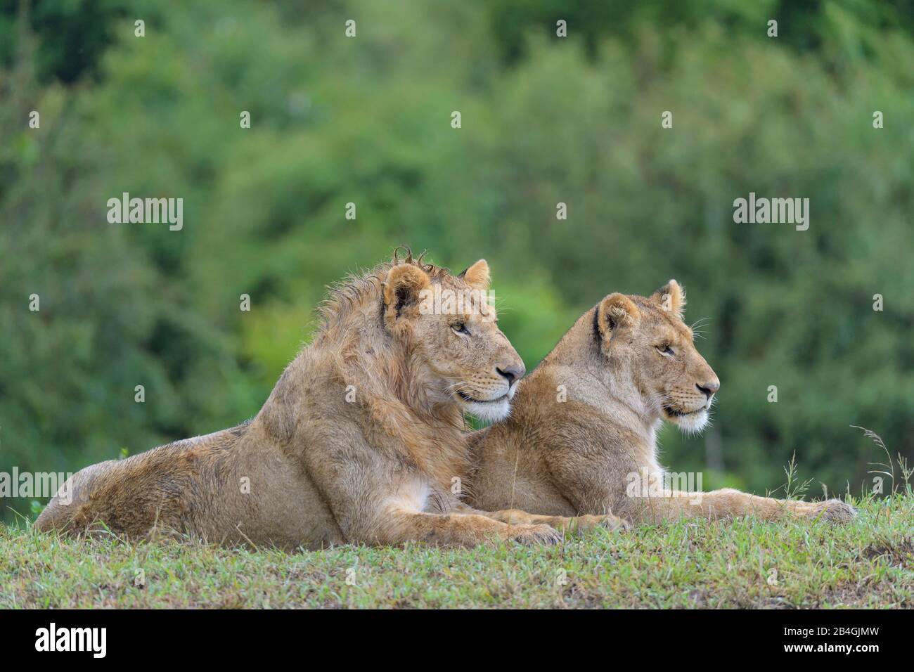African lion, Panthera Leo, young pair lying, Masai Mara National ...
