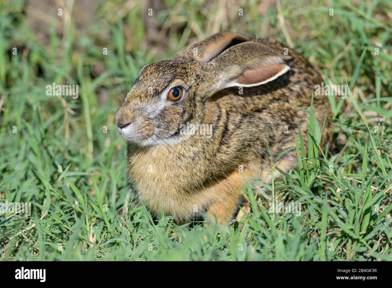 African hare hires stock photography and images Alamy
