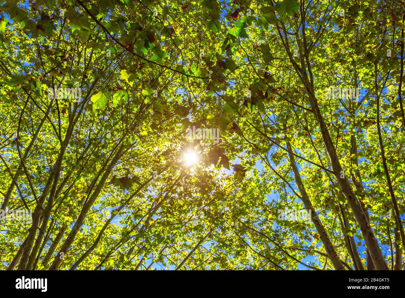 Sun rays way through trees hi-res stock photography and images - Alamy