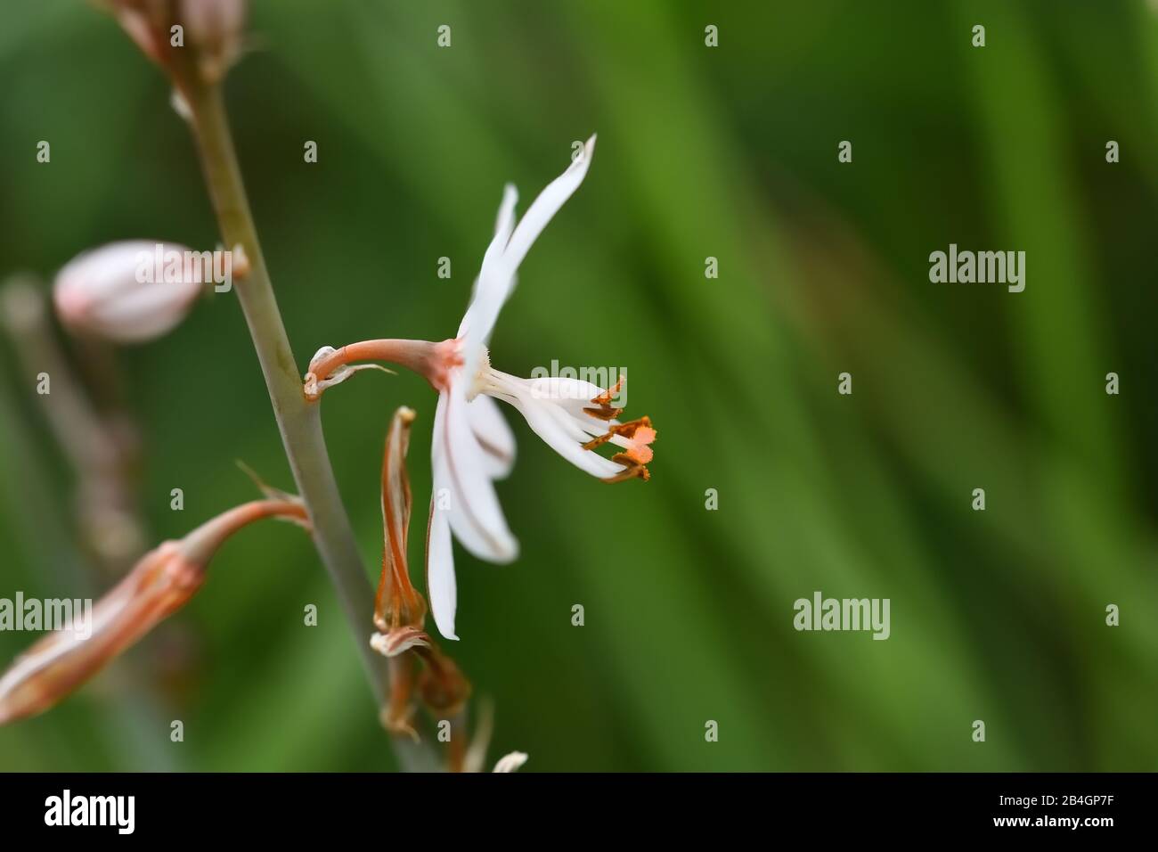 Fistulous asphodel (Asphodelus fistulosus) with nice white flowers on green background in the field Stock Photo