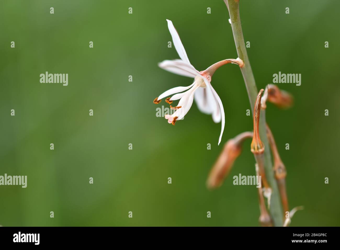 Fistulous asphodel (Asphodelus fistulosus) with nice white flowers on green background in the field Stock Photo