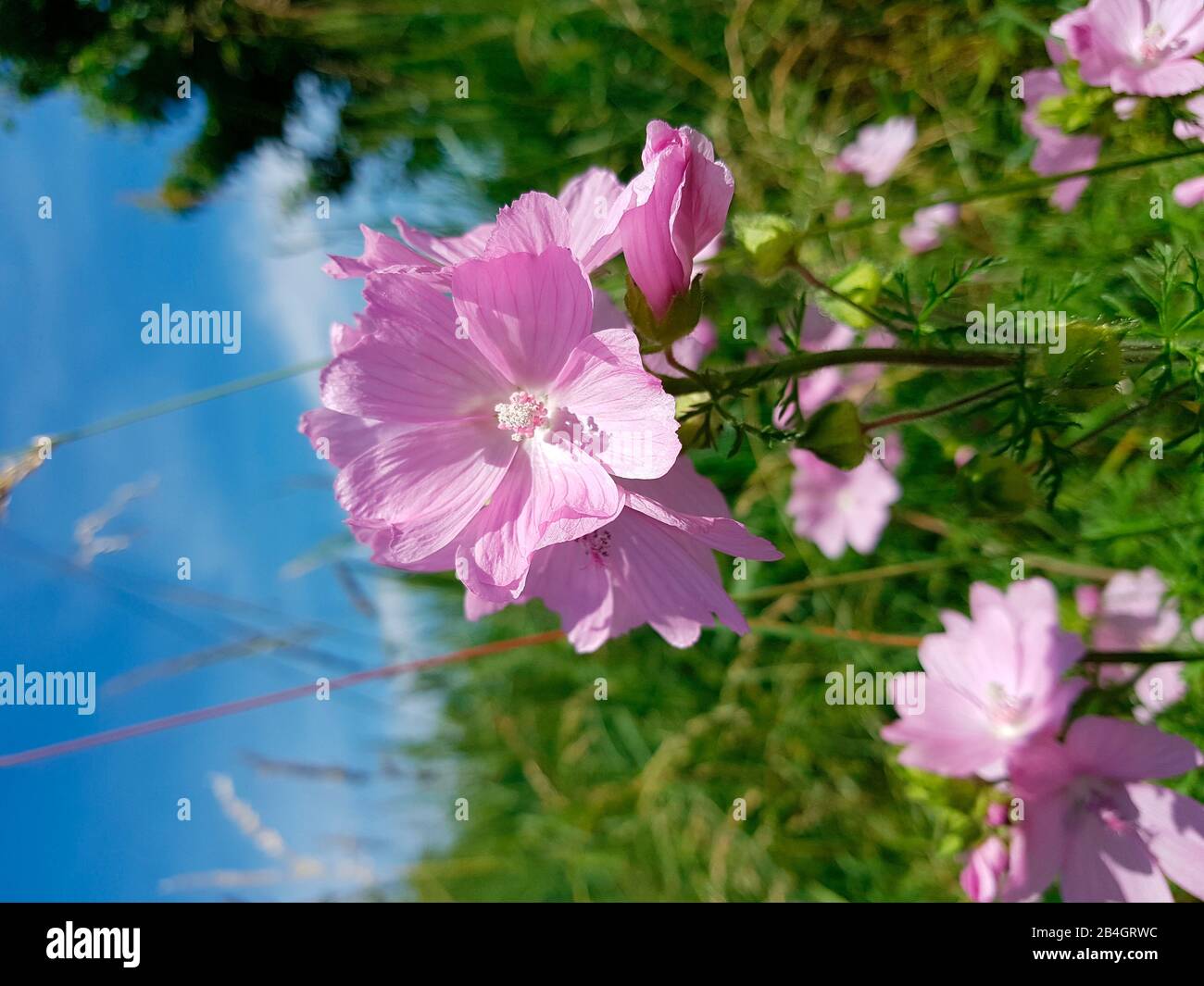 Pink Cranesbill family in the meadow Stock Photo