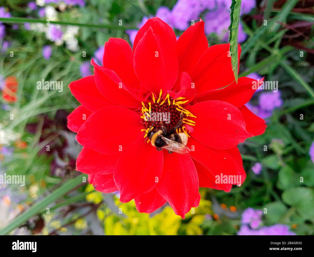 Red Aster, close-up view Stock Photo