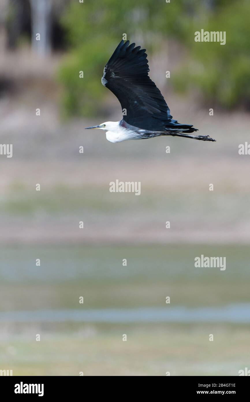 In flight capture of a White-necked Heron gliding across an out of focus wooded, wetland habitat in Queensland, Australia. Stock Photo