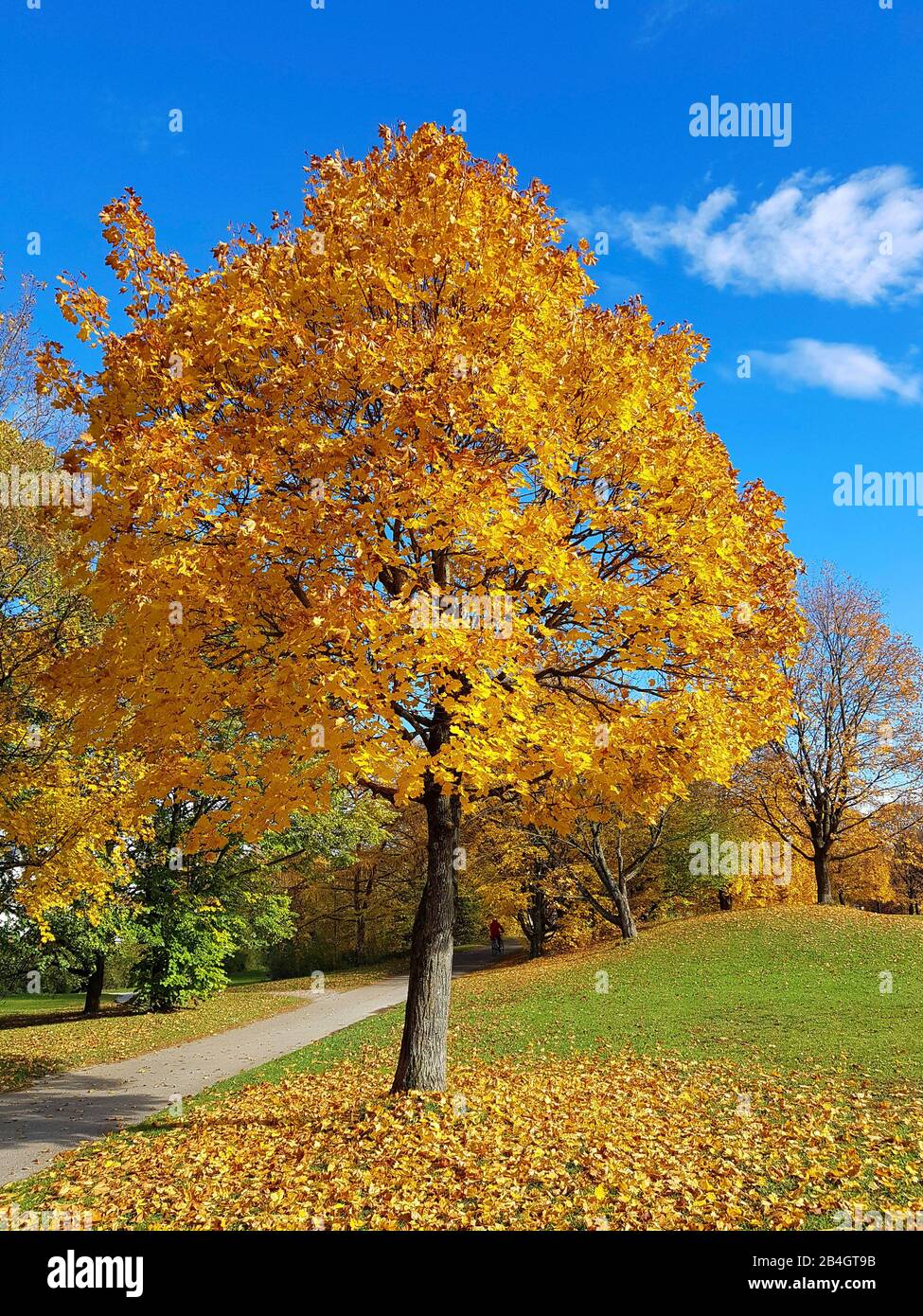 Maple tree in autumn coloration Stock Photo - Alamy