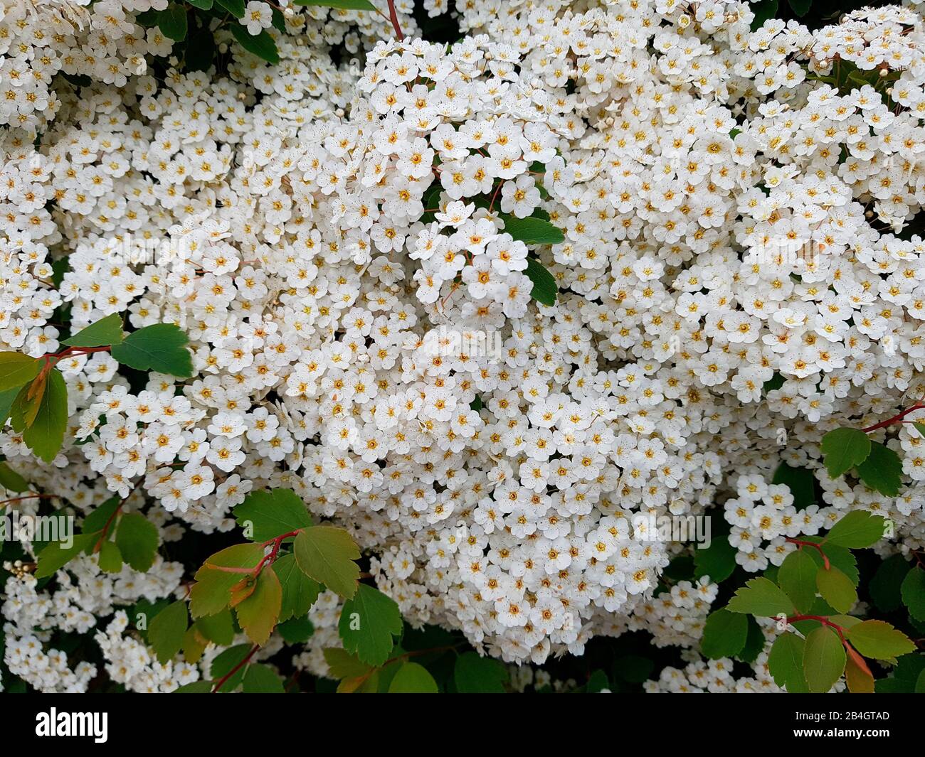 White flowering shrub Stock Photo - Alamy