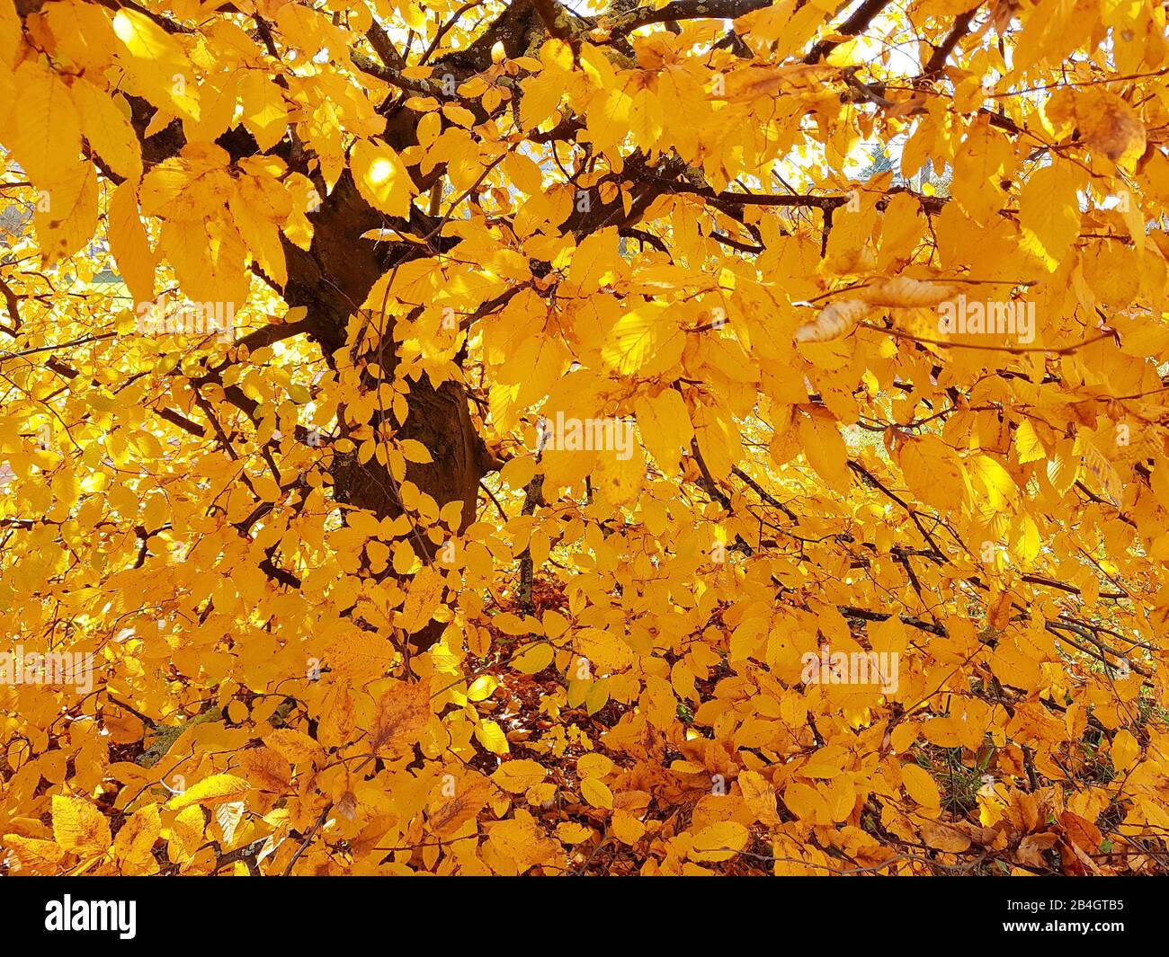 Hornbeam in autumn colors Stock Photo