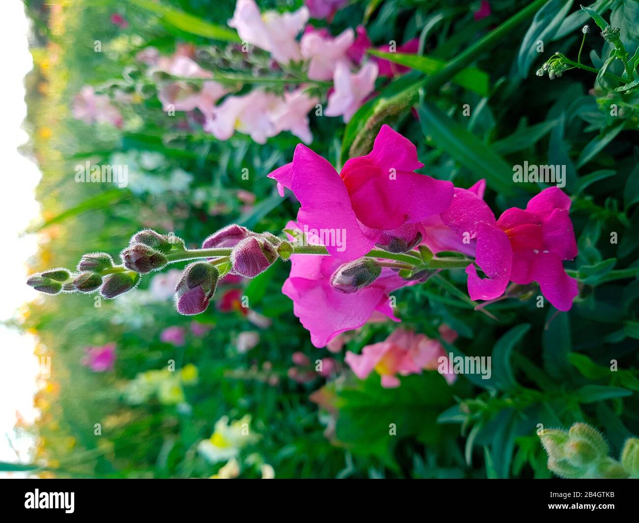 Snapdragons in the meadow Stock Photo