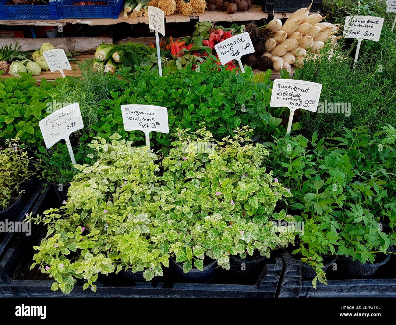 Herbs, spices and medicinal plants on the Viktualienmarkt Stock Photo