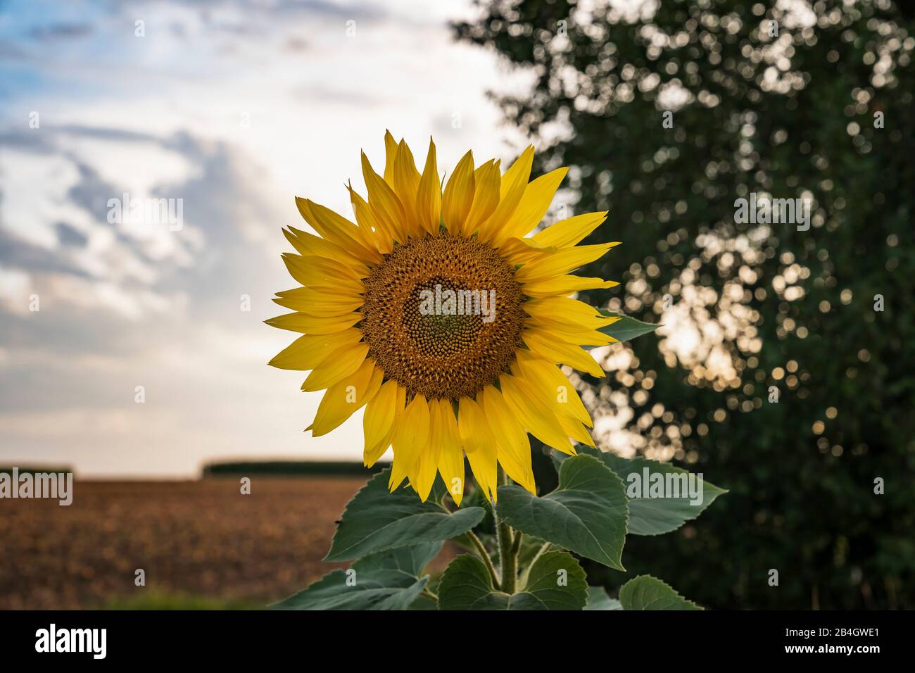 Sunflower, Helianthus annuus, Daisy Family, Asteraceae Stock Photo