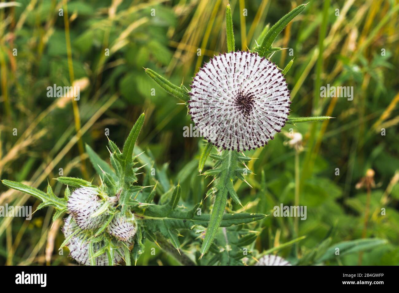 Woolly thistle, flower, white, Stock Photo