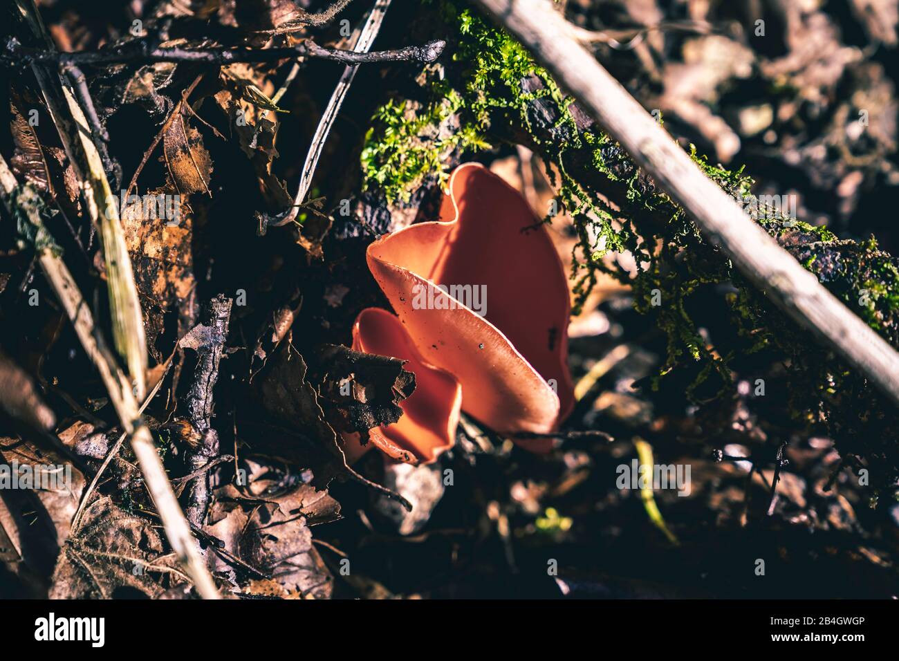 scarlet red cup, sarcoscypha coccinea, mushroom, forest, leaves, moss Stock Photo