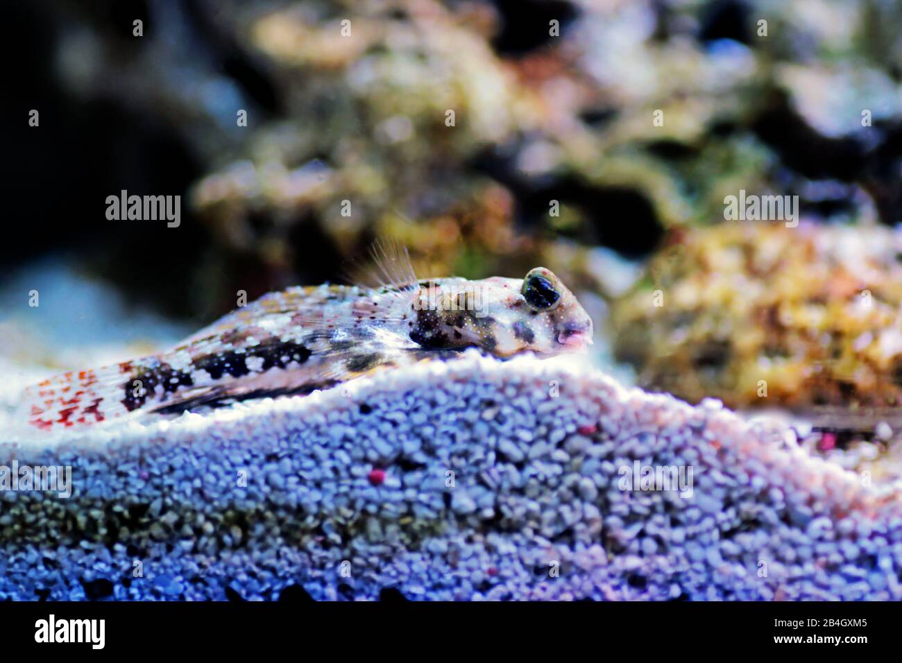 Scooter Blenny (Synchiropus ocellatus Stock Photo Alamy