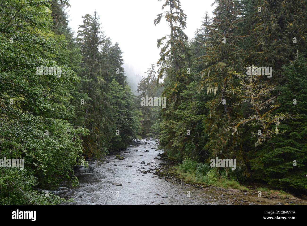 A creek system running through the coastal temperate rainforest in Nisga'a First Nation territory, near Gingolx, northern British Columbia, Canada. Stock Photo