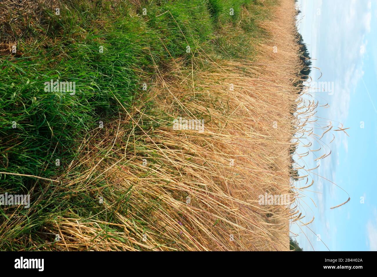 Czech Republic, Moravia, ripe wheat filed ready for harvest near Nova Rise Stock Photo