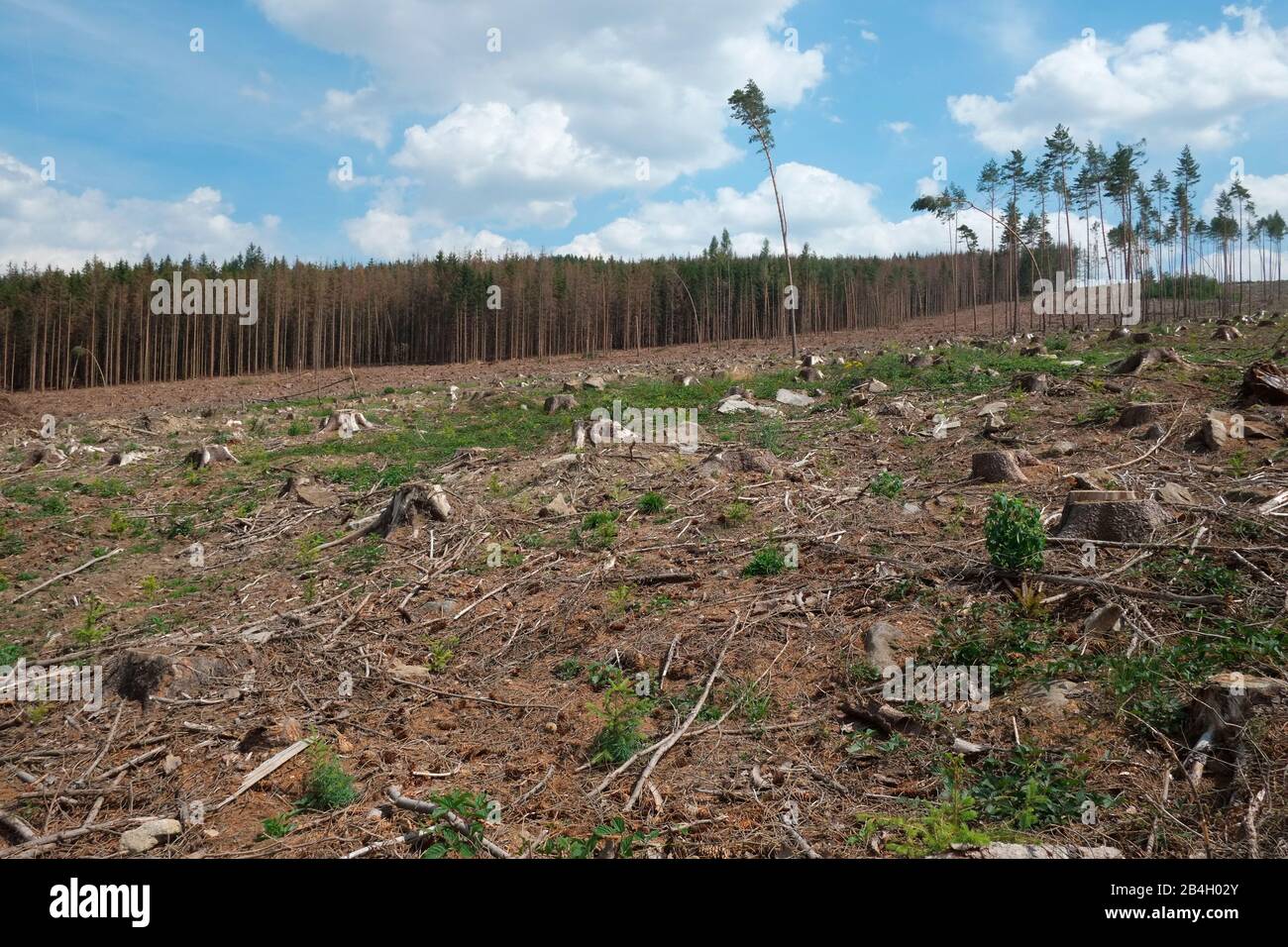 Bark beetle damage in Czech republic. The amount of spruce wood damaged by bark beetles has risen steadily in the past few years, from 2 million cubic Stock Photo