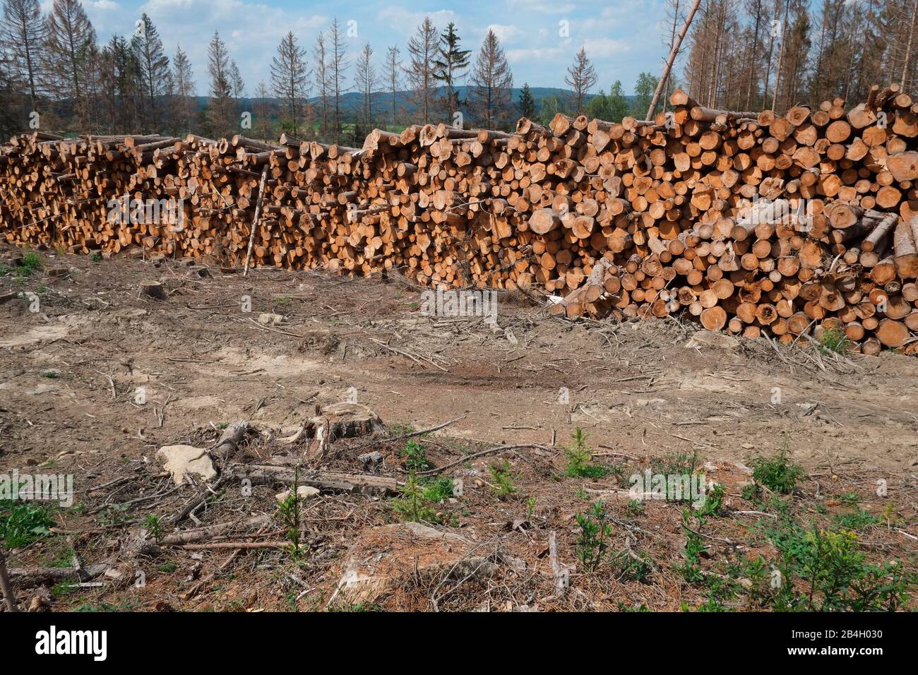 Bark beetle damage in Czech republic. The amount of spruce wood damaged by bark beetles has risen steadily in the past few years, from 2 million cubic Stock Photo