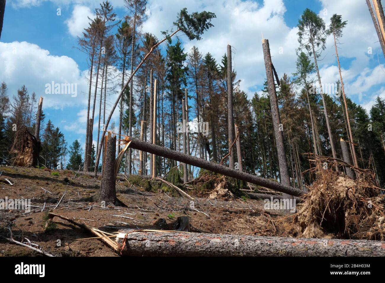Bark beetle damage in Czech republic. The amount of spruce wood damaged by bark beetles has risen steadily in the past few years, from 2 million cubic Stock Photo