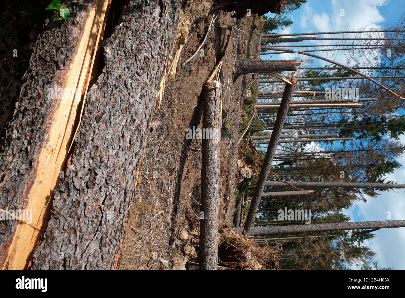 Bark beetle damage in Czech republic. The amount of spruce wood damaged by bark beetles has risen steadily in the past few years, from 2 million cubic Stock Photo