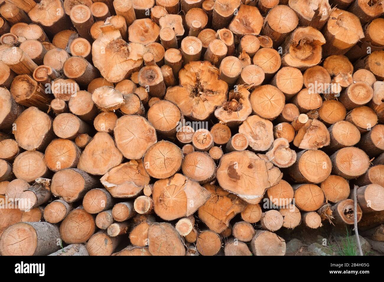 Bark beetle damage in Czech republic. The amount of spruce wood damaged by bark beetles has risen steadily in the past few years, from 2 million cubic Stock Photo