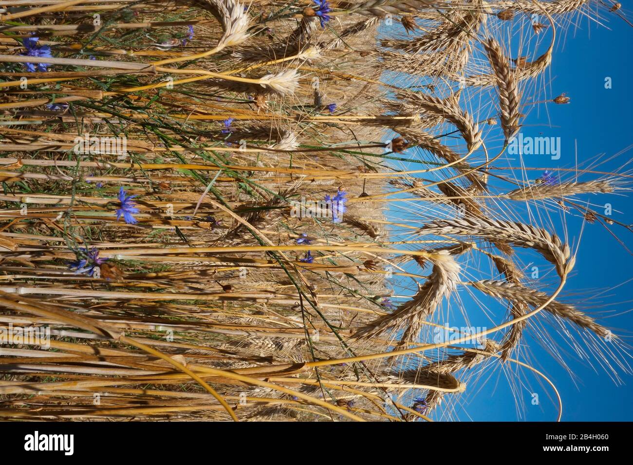 Czech Republic, Moravia, ripe wheat filed ready for harvest near Nova Rise Stock Photo