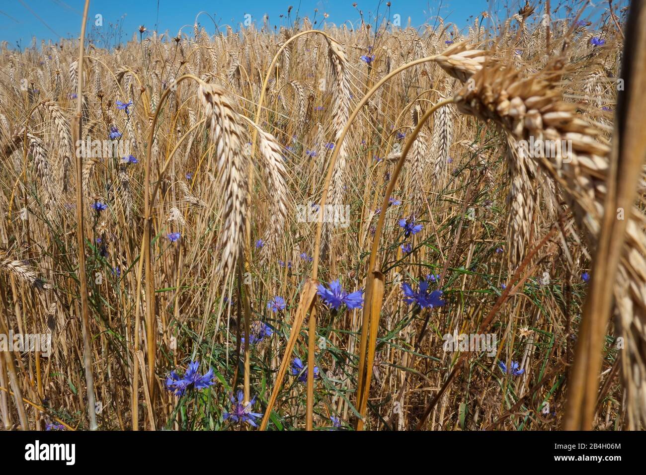 Czech Republic, Moravia, ripe wheat filed ready for harvest near Nova Rise Stock Photo
