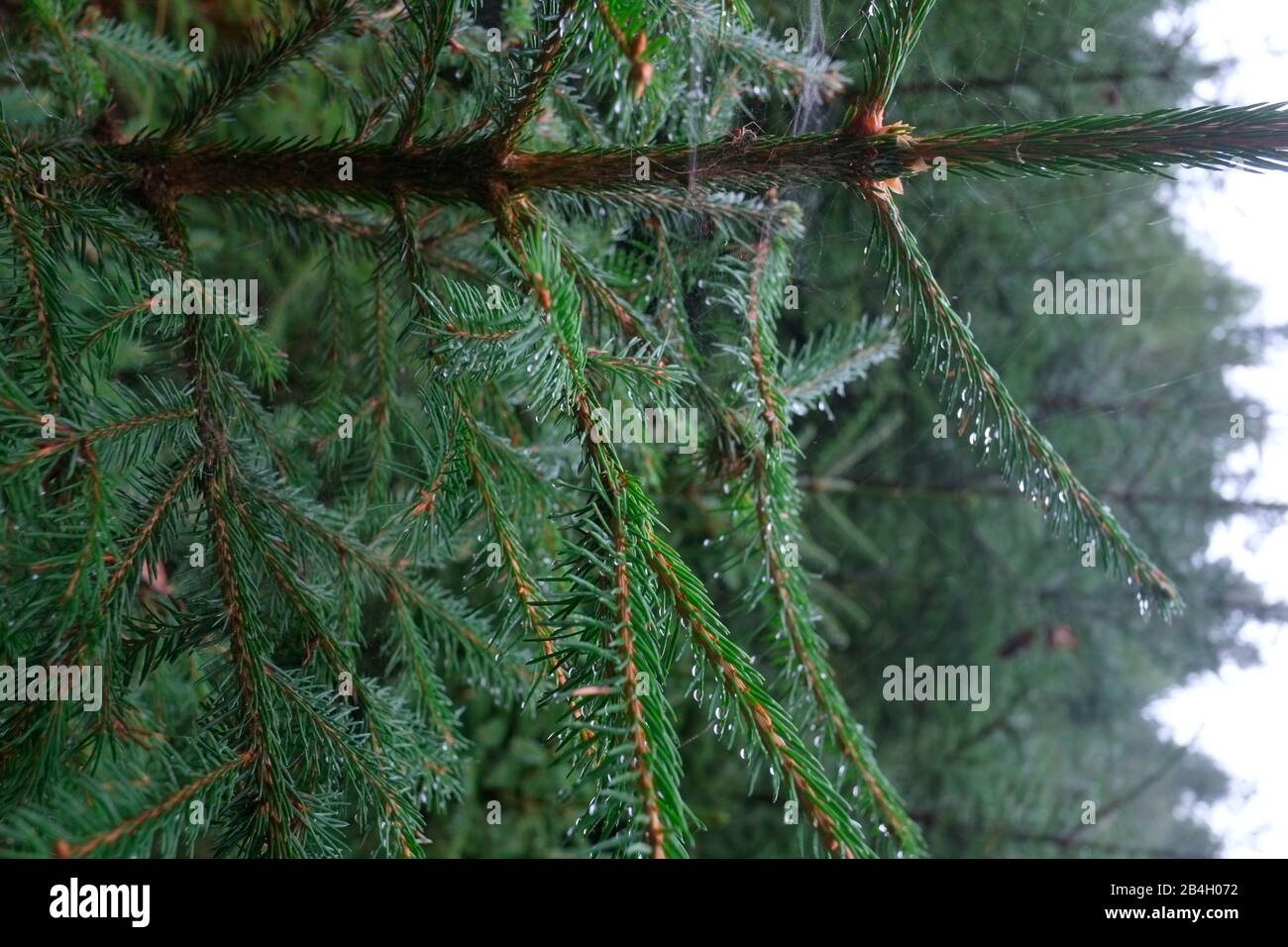 Spruce tree covered with rain drops Stock Photo