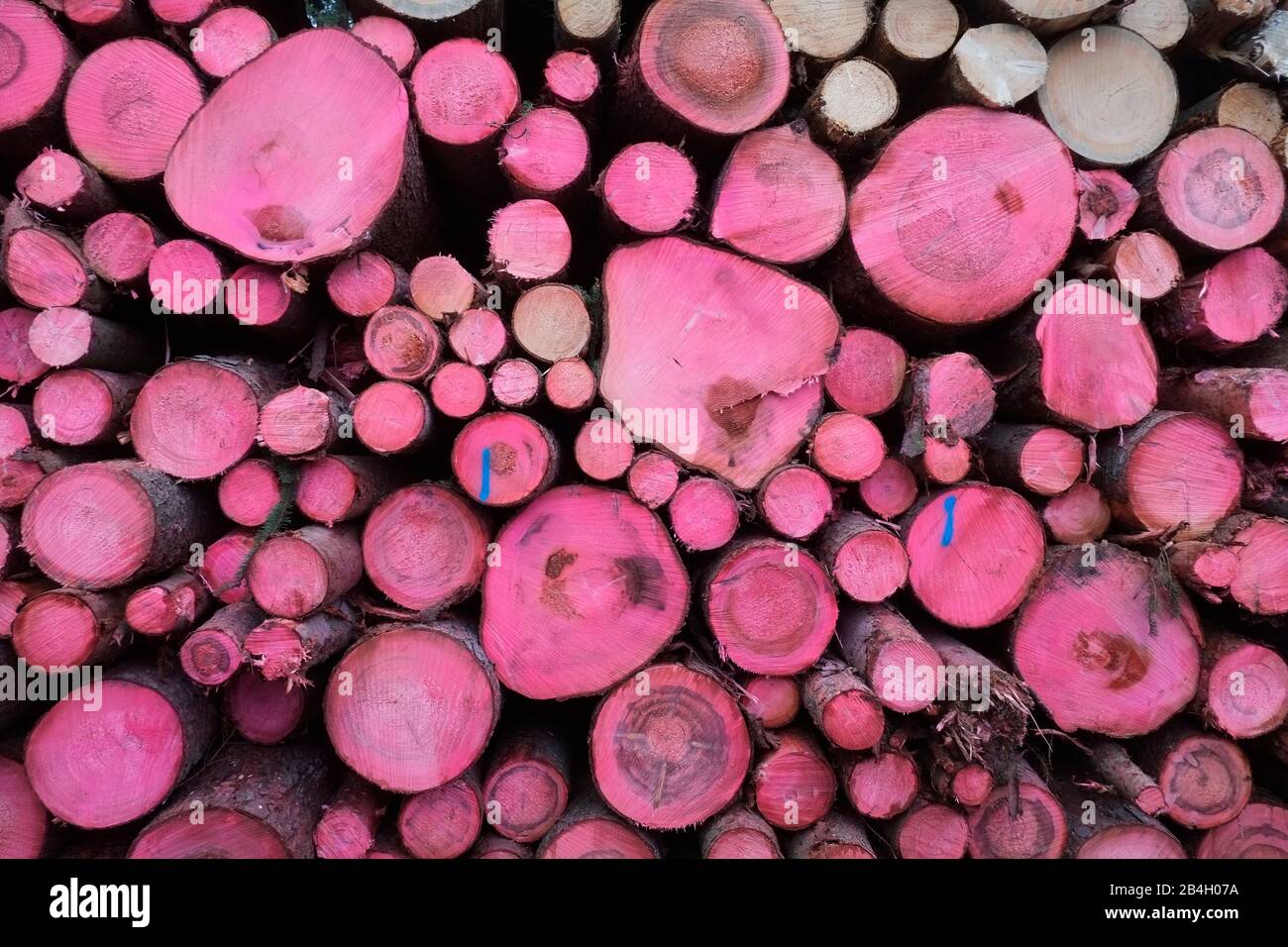 Spruce logs sprayed with red chemical to kill bark beetle. Bark beetle is destroying the entire evergreen flora in Czech Republic Stock Photo