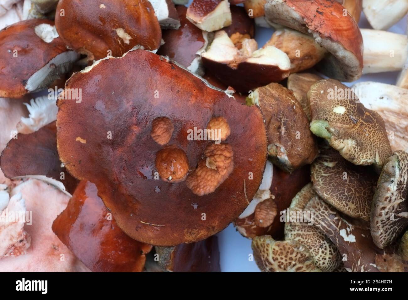 Freshly picked mushrooms - Boletus edulis Stock Photo